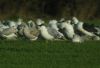 Yellow-legged Gull at Paglesham Lagoon (Steve Arlow) (51291 bytes)